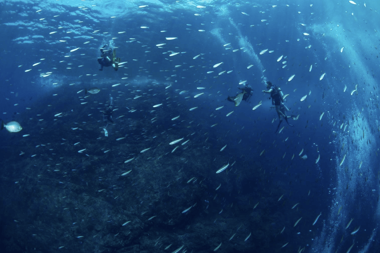 Pattaya: Fun dives in Pattaya and Samaesarn with transfer 3 Dives