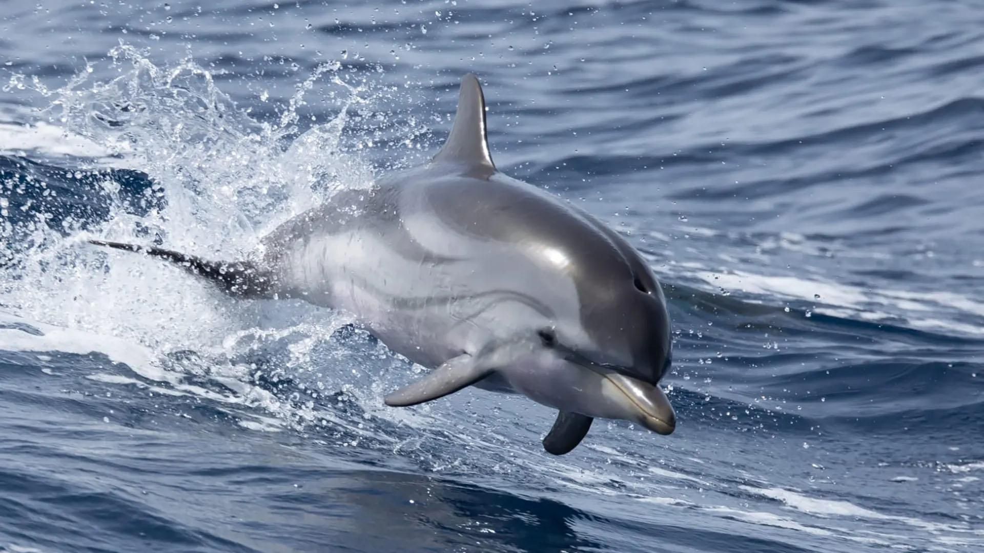 Bormes-les-Mimosas: Beobachtung von Delfinen und Walen mit einem Hybridboot