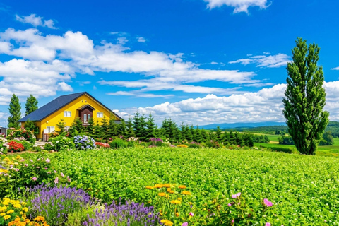 Hokkaido Asahiyama Zoo & Blue Pond Tour & Ningle Terrace 8:00 am meet at Odori Park subway station exit 31