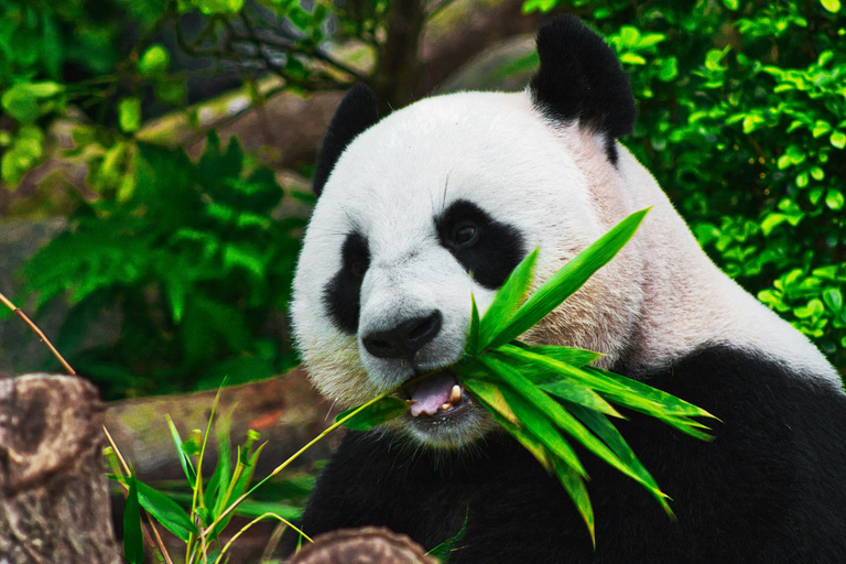 Chengdu: Half-Day Panda Base Tour with Guide Option Panda Base Tickets with Transfer and Tour Guide - Afternoon