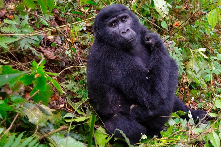 4-Day Gorillas and Golden Monkeys Safari Rwanda to Uganda