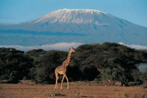 4 days Tsavo East, Amboseli and saltlick lodge safari