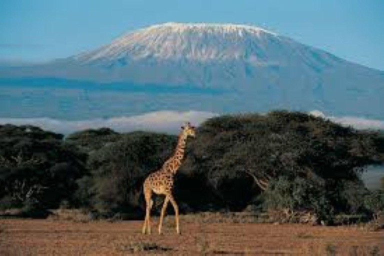 4 days Tsavo East, Amboseli and saltlick lodge safari