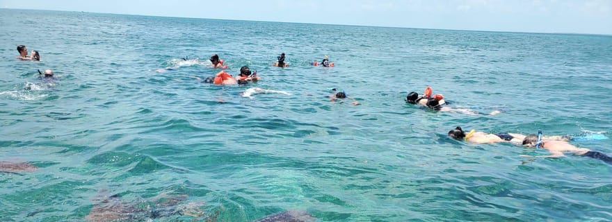 Réserve marine de Caye Caulker : une demi-journée de plongée avec tuba