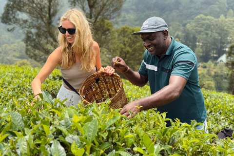 Kandy: Nuwara Eliya Transfer with Tea Factories & Falls Kandy–Nuwara Eliya drop with Tea Factory & Waterfall Stop