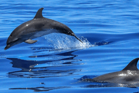 Gibraltar dolphin watching tour Gibraltar dolphin watching tour from Torremolinos Centro