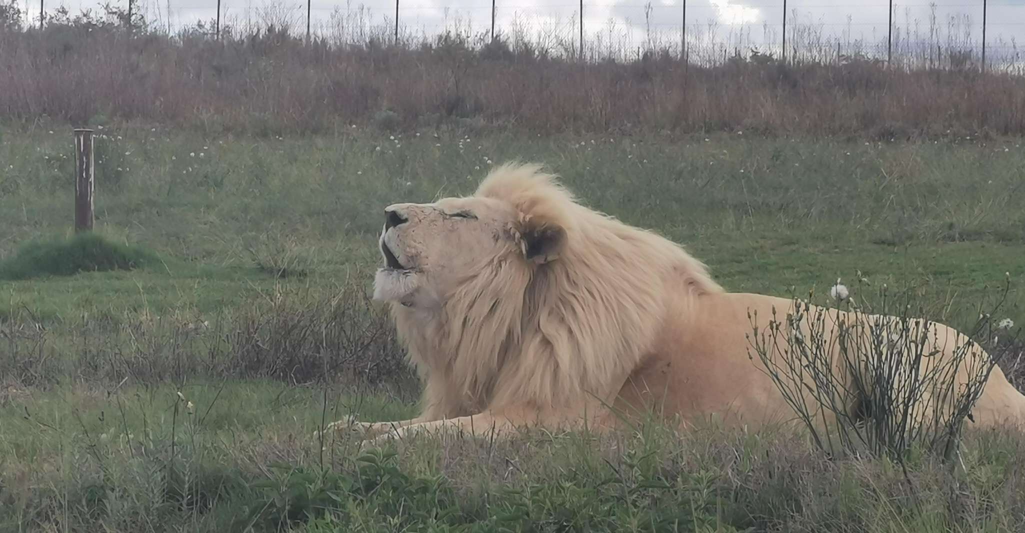 Safari at Lion and Rhino Park / Lesedi Culture Village - Housity