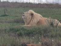 Safari at Lion and Rhino Park / Lesedi Culture Village - Housity