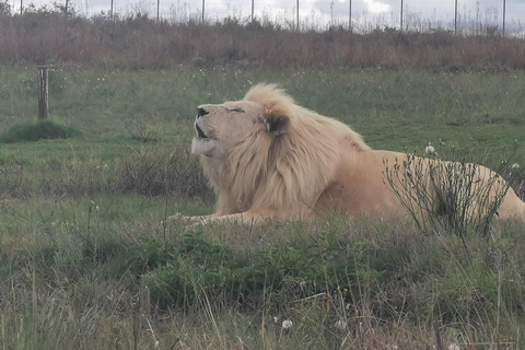 Safari at Lion and Rhino Park / Lesedi Culture Village
