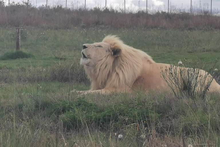 Safari at Lion and Rhino Park / Lesedi Culture Village