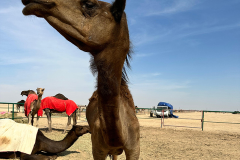 Safári de luxo com pernoite no deserto em Salalah