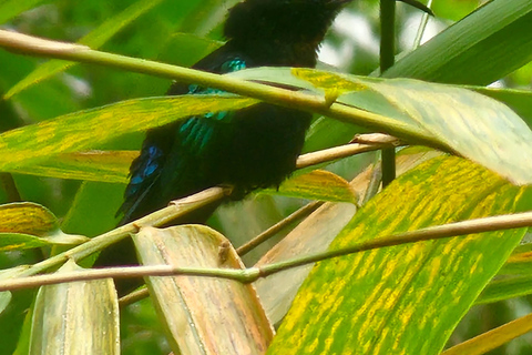 St. Lucia: Zipline Adventure Cruise Port and Hotel Pickup