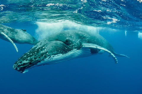 Observation des baleines à Hermanus instagram, visite en groupe au départ du Cap.