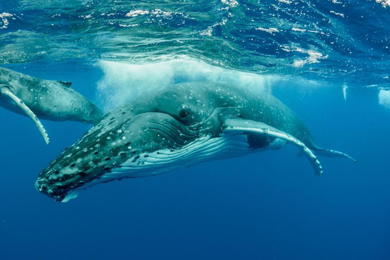Observation des baleines à Hermanus instagram, visite en groupe au départ du Cap.