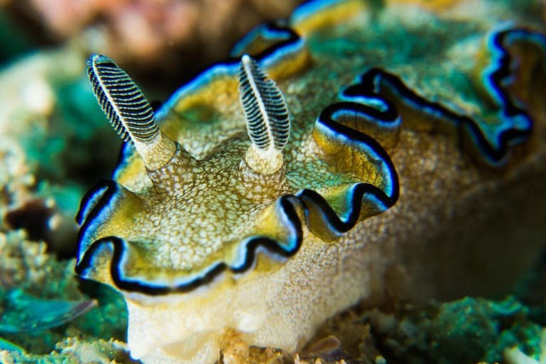 Salalah: Scuba Diving Discover Oman’s hidden underwater gems