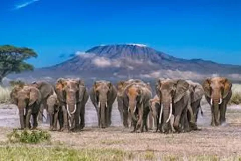 Mount Kilimanjaro National Park Day Trip