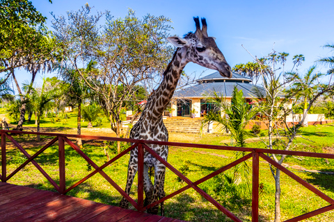 Exploring Nature's Treasures: A Private Day Trip in Diani Exploring Nature's Treasures: A Day Trip in Diani