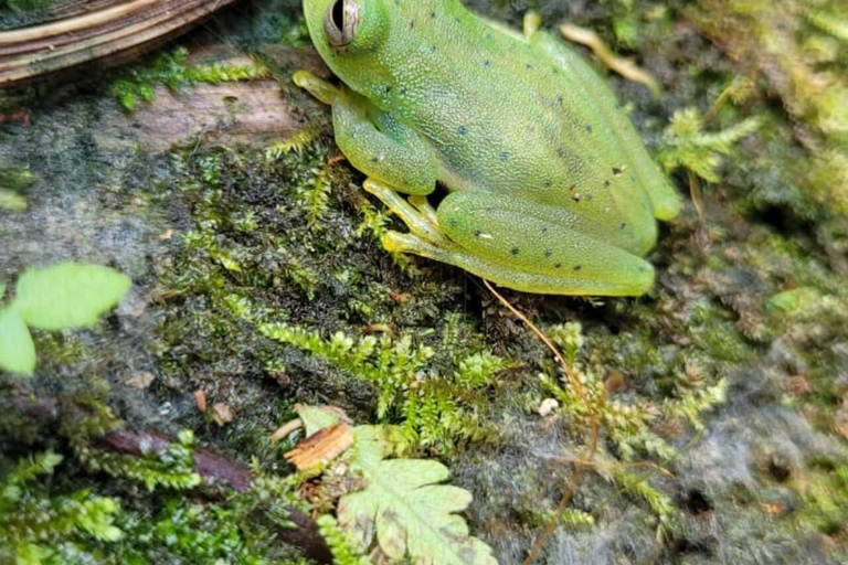 Observación de aves TODO incluido - Desde Medellín