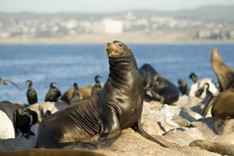 San Diego: ValskådningsturSan Diego: Båtutflykt med val- och delfinskådning