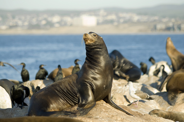 San Diego: WalvistourSan Diego: walvissen spotten