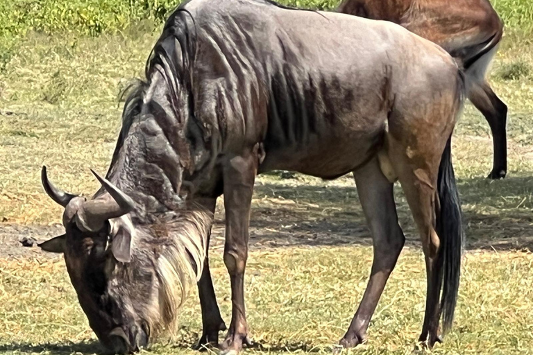 "Lake Naivasha Day Trip & Scenic Boat Ride Adventure"