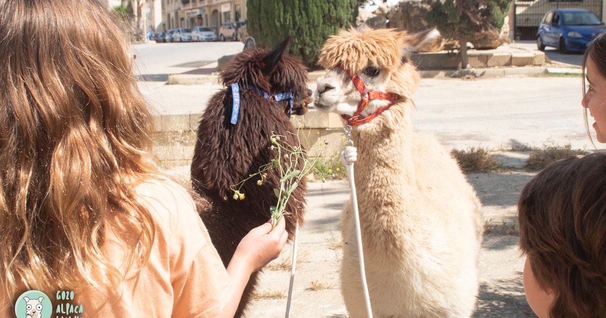 Gozo Visite De La Ferme Avec Promenade Et Nourrissage Des Alpagas