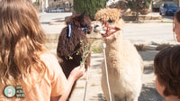 Gozo, Farm Visit with Alpaca Walk and Feeding - Housity