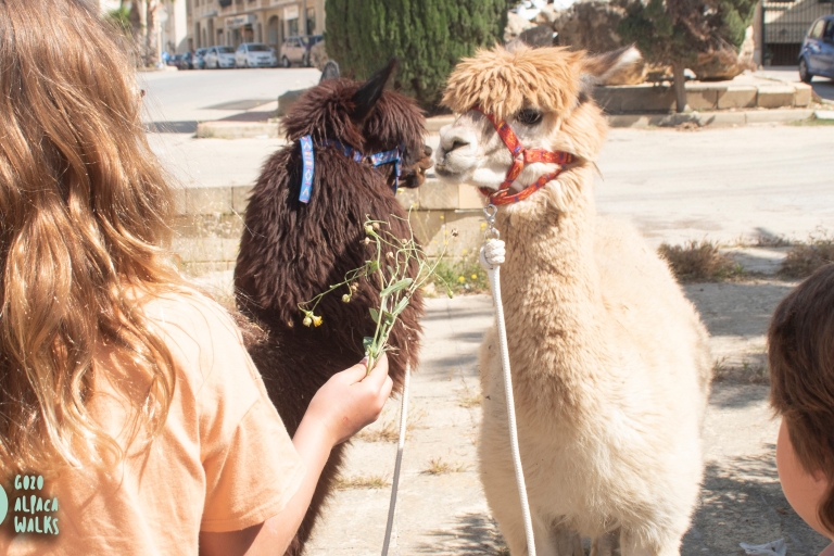 Gozo: Paseos en alpaca y visita a la granja
