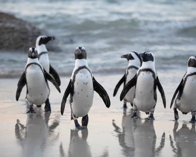 Private Tour: Cape Town to Cape Agulhas see Whales &Penguins | GetYourGuide