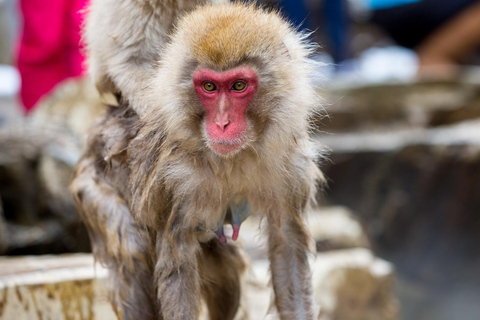 Nagano Tokyo: Snow Monkey Private Day Tour Hotel Pick & Drop Snow Monkey Private Day Tour Hotel Pick & Drop Off In Crown