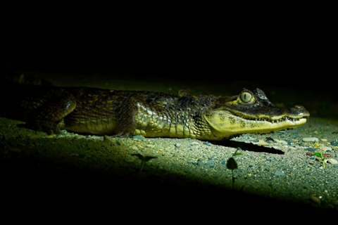 Excursion nocturne à la recherche d&#039;alligators sur la rivière Tambopata