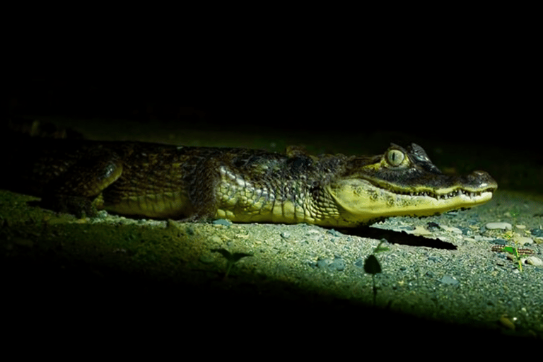 Excursion nocturne à la recherche d&#039;alligators sur la rivière Tambopata