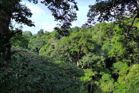 From Kampala: Mabira Forest Walk & Ssezibwa Falls Experience