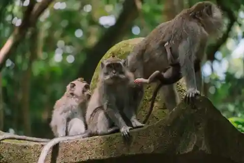 O melhor de Ubud - excursão de 1 dia em privado