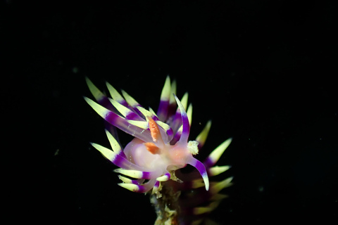 From Phi Phi: Half-Day Trip for Certified Divers (2 Dives) Afternoon Diving for Certified Divers (2 Dives)