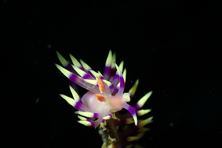 From Phi Phi: Half-Day Trip for Certified Divers (2 Dives) Afternoon Diving for Certified Divers (2 Dives)