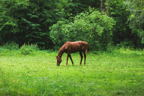 Bangalore: Horse Riding Safari with Hotel Pickup