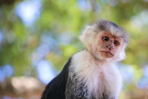 Manuel Antonio: De 5 bästa sakerna att göra Alla resor-Costa Rica