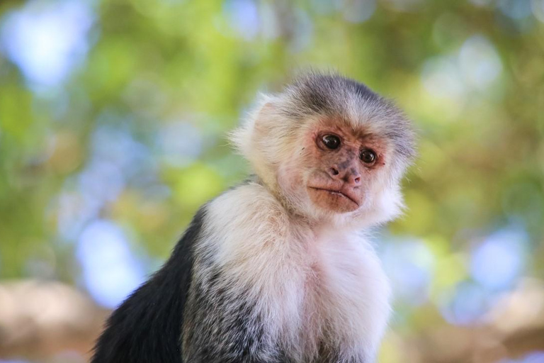 Manuel Antonio: LAS 5 MEJORES COSAS QUE HACER Todos los Tours-Costa Rica