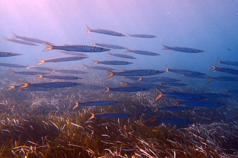 Scuba Diving in the Volcanic Caldera/shorelines of Santorini