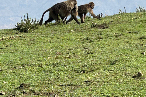 Gondar: Simien Mountains 3-Day Trekking Adventure