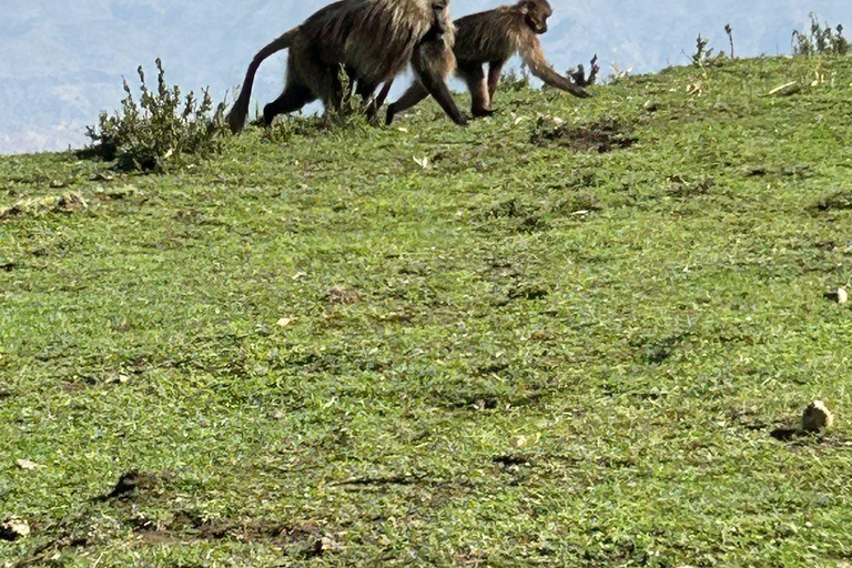 Gondar: Simien Mountains 3-Day Trekking Adventure