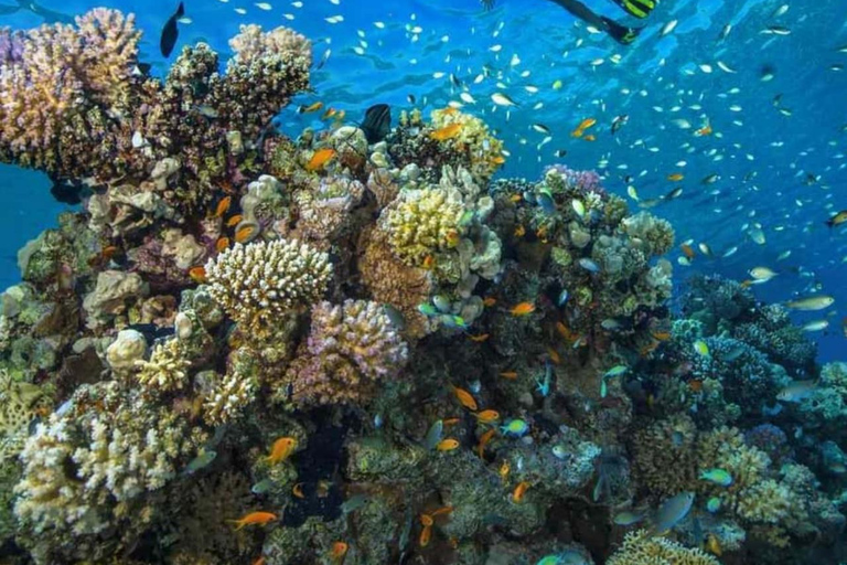 Zanzibar: Salaam cave sea turtles, Star fish & Blue Lagoon Tour without hotel pick up and drop off