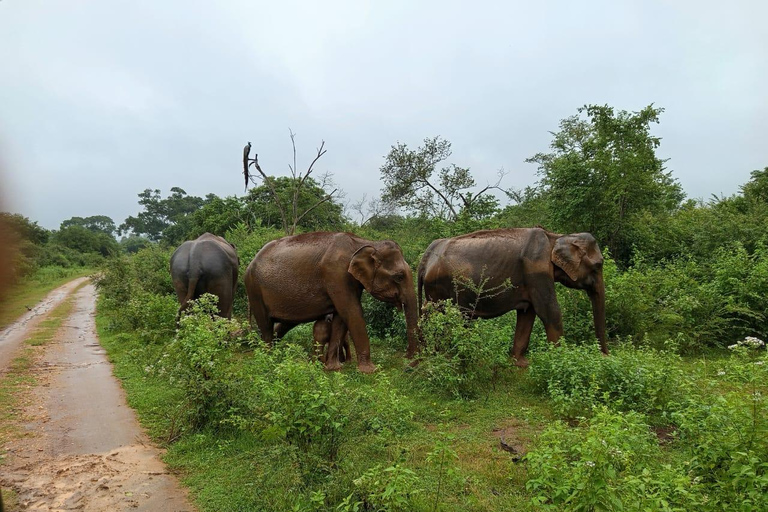 Yala, Udawalawe Safari &amp; Elephant Home Esperienza di vitaYALA Safari, Casa dell'elefante Esperienza di vita