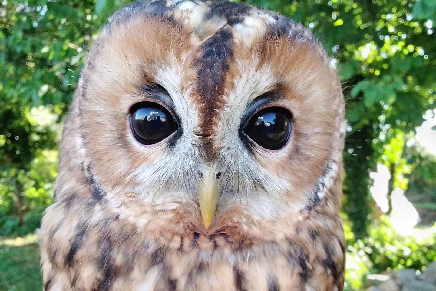 Wexford: Birds of Prey Experience and Heritage Park Entry