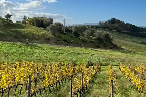 Florence or Bologna: 3 Cellar Tours in Chianti with Lunch
