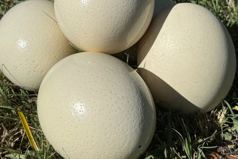 Nairobi: Maasai Ostrich Farm Tour with Lunch & Pickup