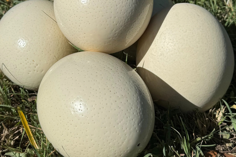 Nairobi: Maasai Ostrich Farm Tour with Lunch & Pickup