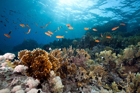 Isabela Island: Concha Perla Snorkeling Experience