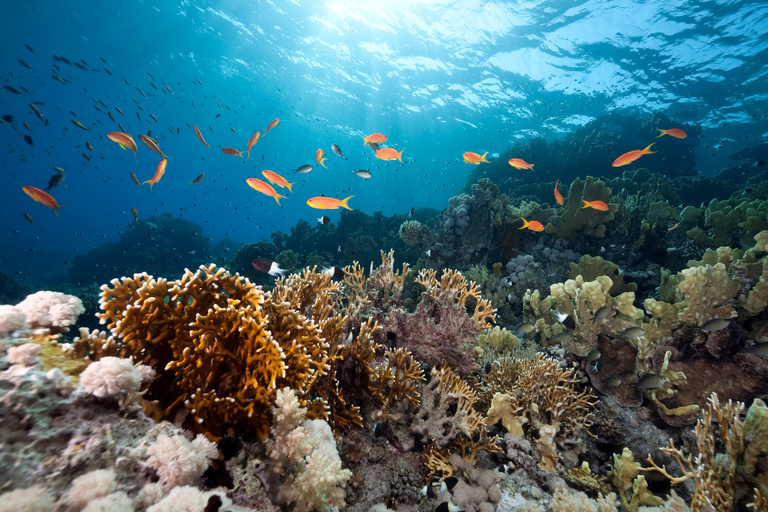 Isabela Island: Concha Perla Snorkeling Experience